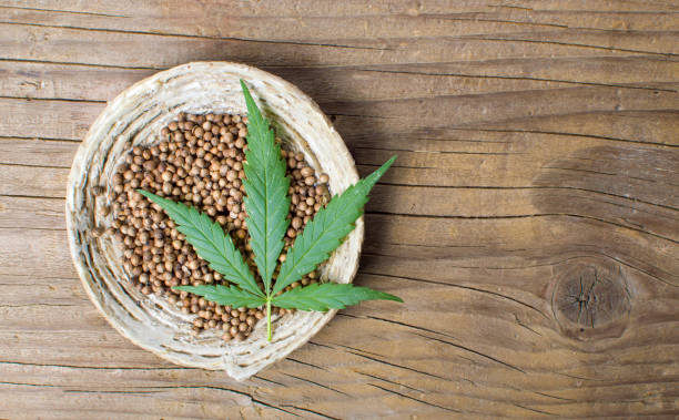 Marijuana Seed Bank Where to Buy the Best Seeds